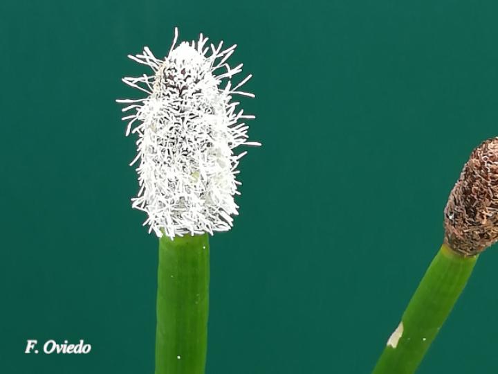 Eleocharis elegans (Junquillo)