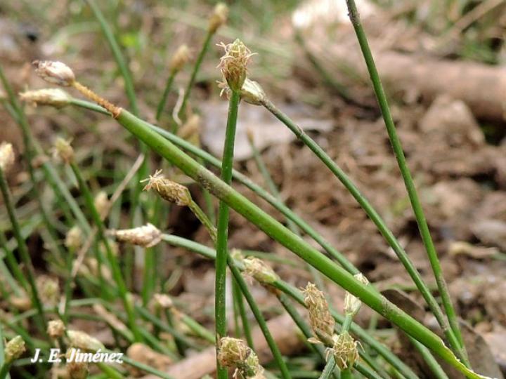 Eleochasis sellowiana (Junco)