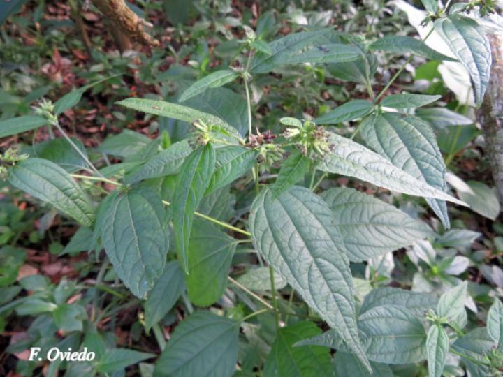 Garcilassa rivularis