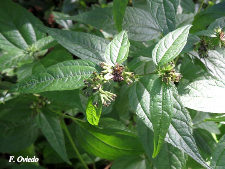 Garcilassa rivularis