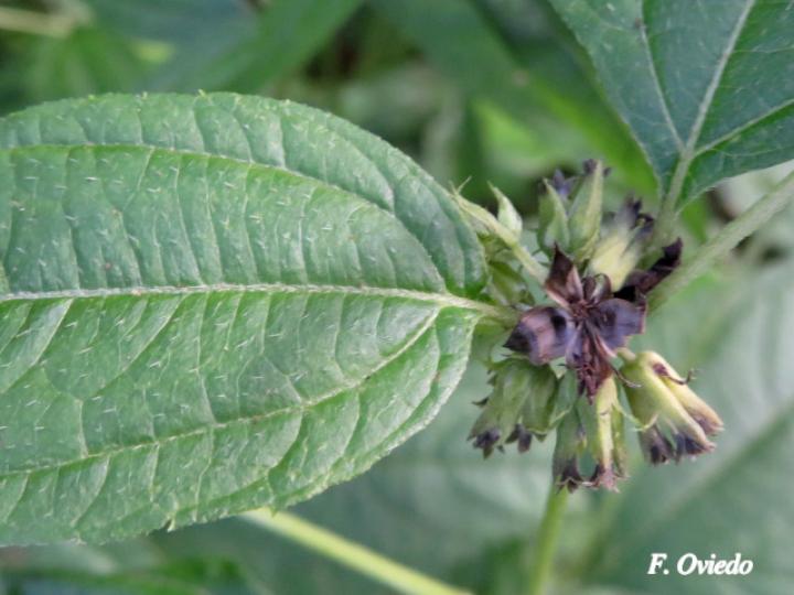 Garcilassa rivularis