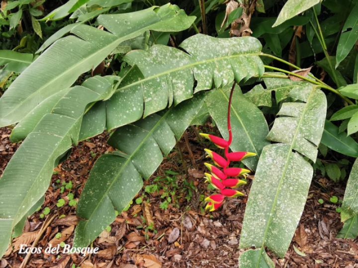 Heliconia rostrata