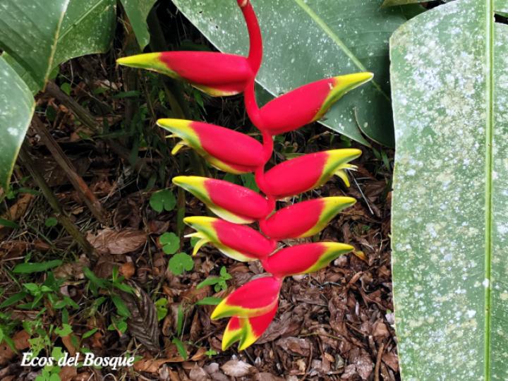Heliconia rostrata