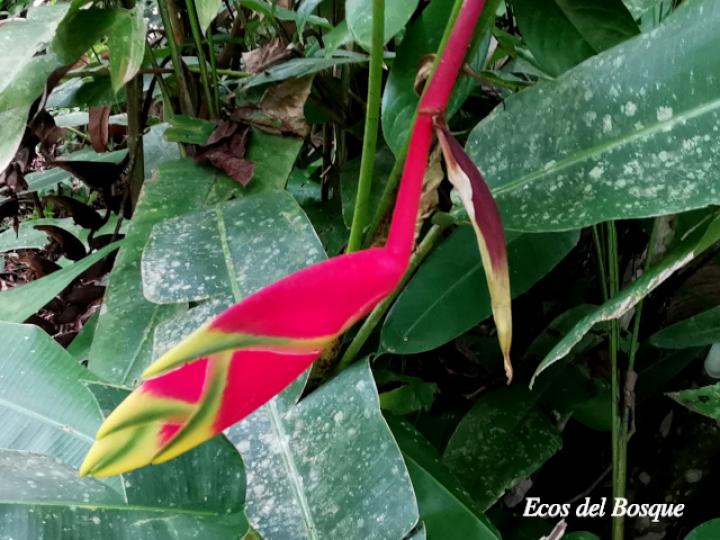 Heliconia rostrata
