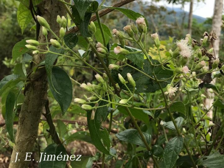 Heterocondylus vitalbae