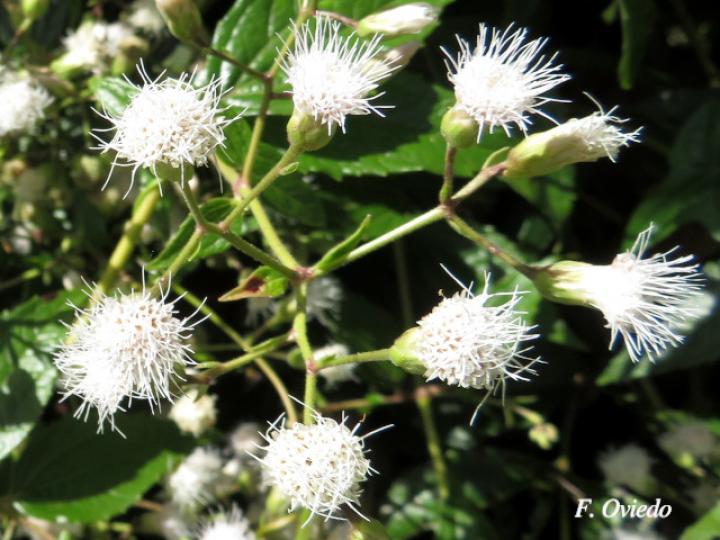 Heterocondylus vitalbae