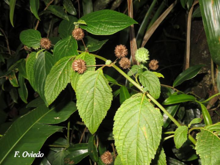 Hyptis capitata (Biojo, Bombillo, Botón Negro)