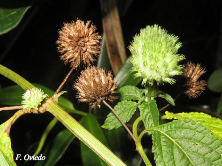 Hyptis capitata (Biojo, Bombillo, Botón Negro)
