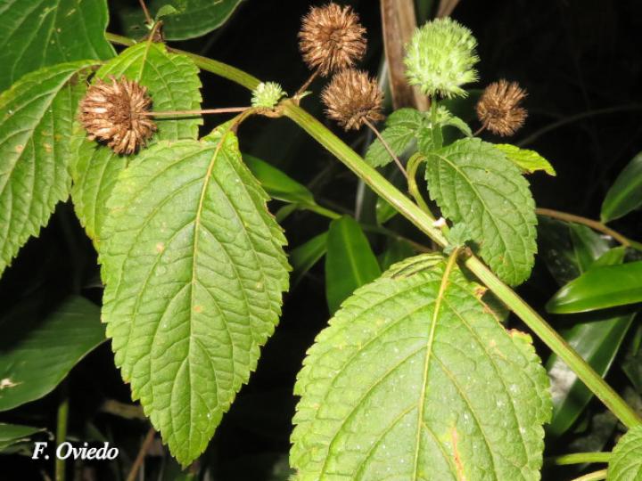 Hyptis capitata (Biojo, Bombillo, Botón Negro)