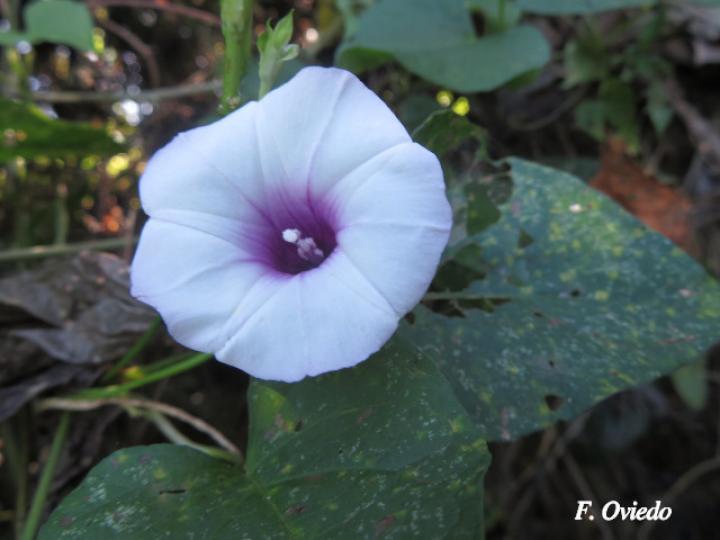 Ipomoea batatas (Camote)