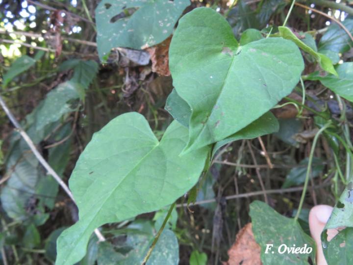 Ipomoea batatas (Camote)