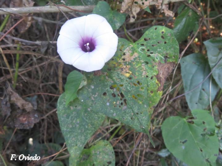 Ipomoea batatas (Camote)