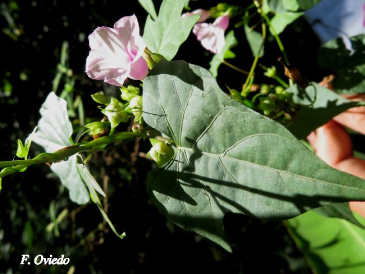 Ipomoea ramosissima (Churristate)