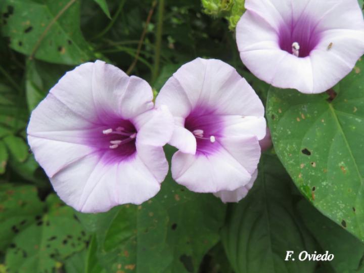 Ipomoea trífida