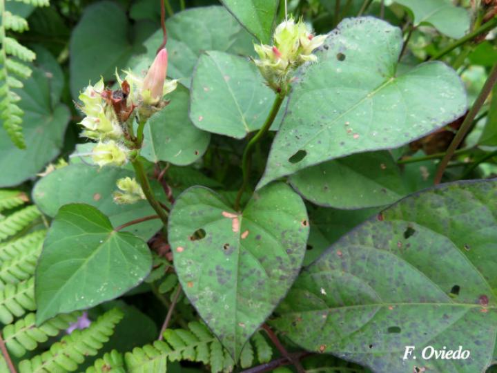 Ipomoea trífida