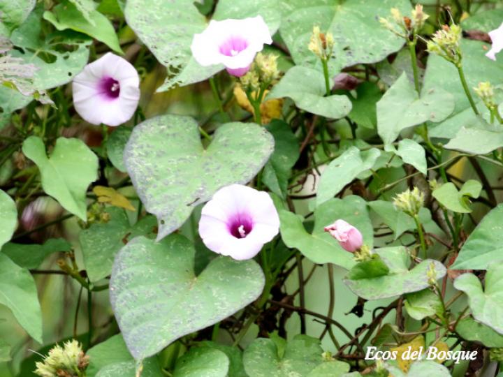 Ipomoea trífida
