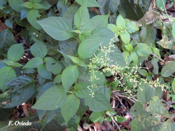 Iresine diffusa (Pluma, Camarón)