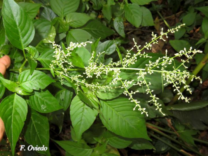 Iresine diffusa (Pluma, Camarón)