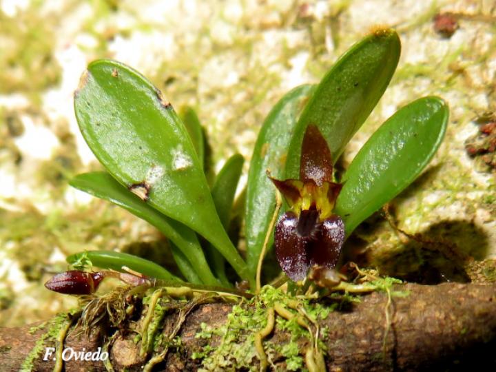 Lankesteriana barbulata