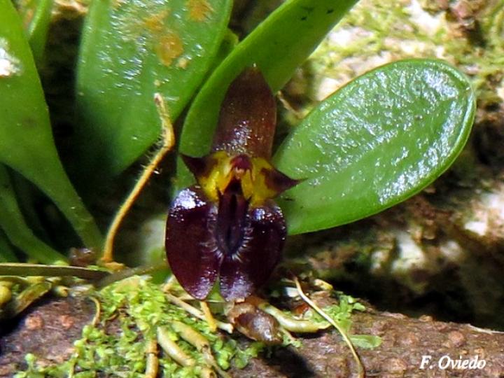 Lankesteriana barbulata