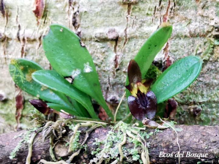 Lankesteriana barbulata