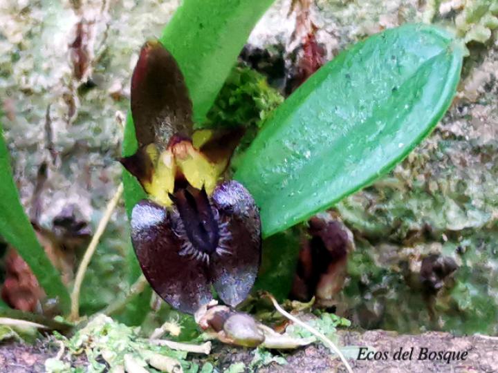 Lankesteriana barbulata