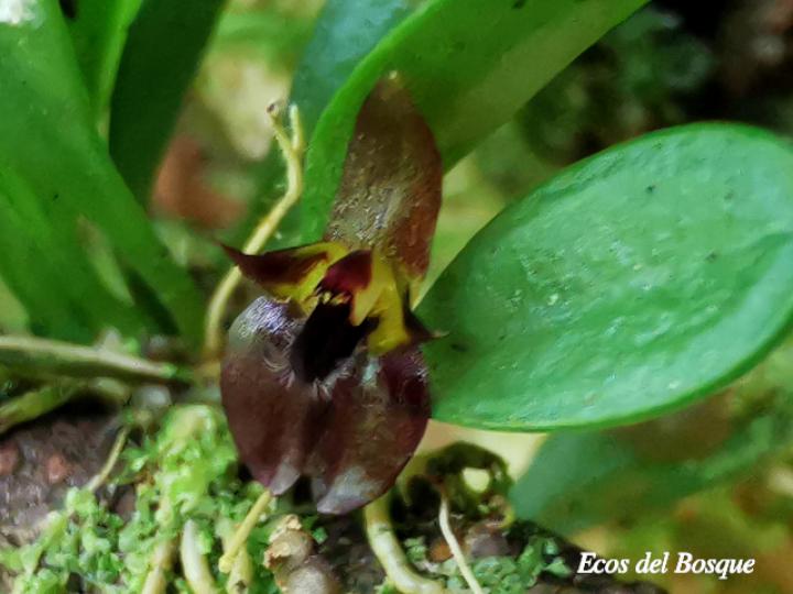 Lankesteriana barbulata