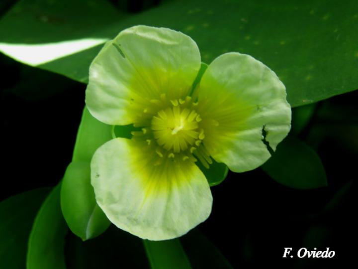 Limnocharis flava
