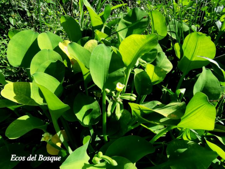 Limnocharis flava