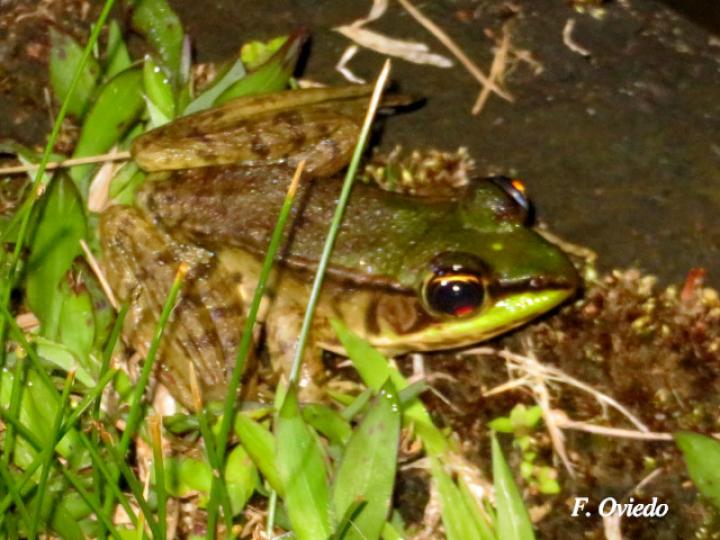 Lithobathes taylori (Rana leopardo)