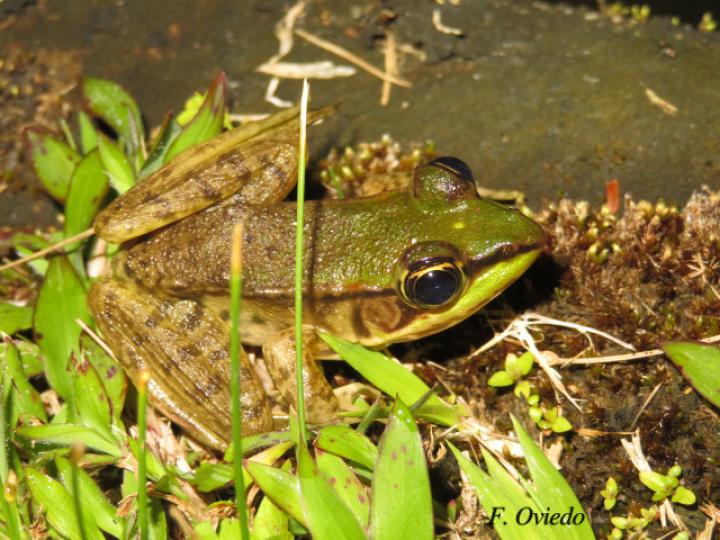 Lithobathes taylori (Rana leopardo)