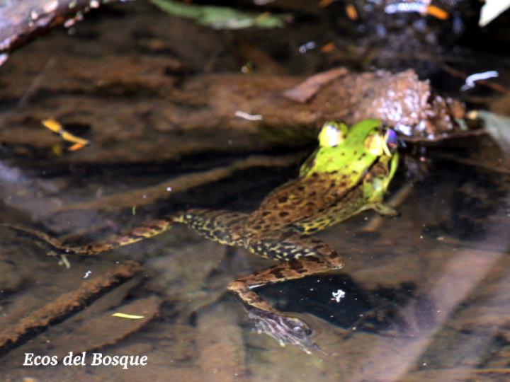 Lithobathes taylori (Rana leopardo)