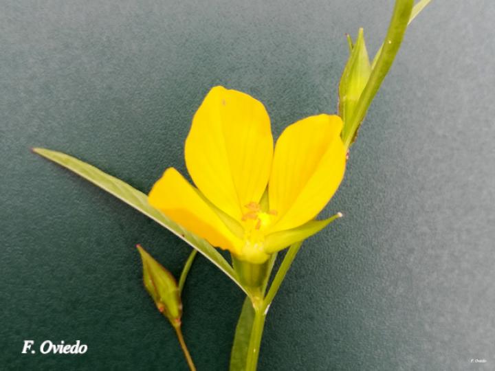 Ludwigia decurrens