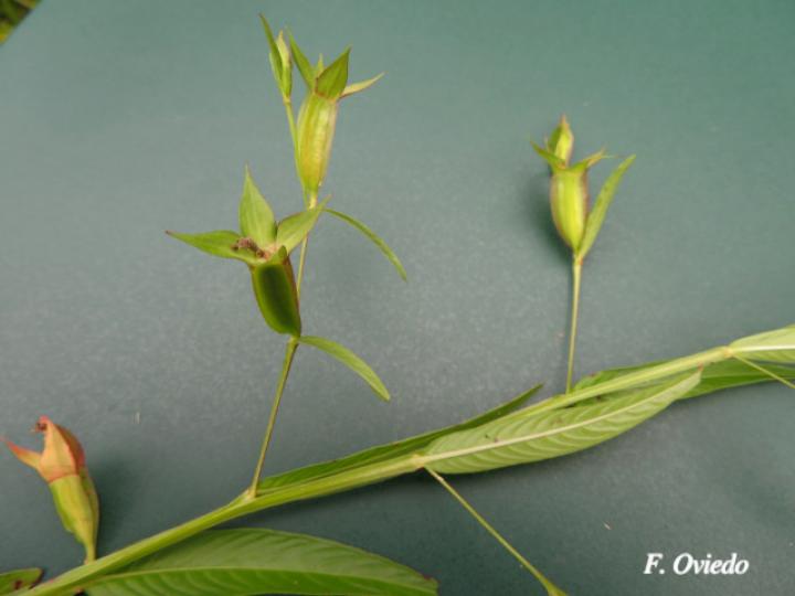 Ludwigia decurrens