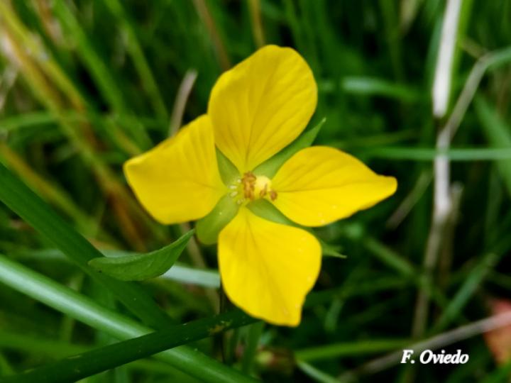 Ludwigia decurrens