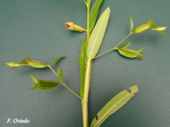 Ludwigia decurrens