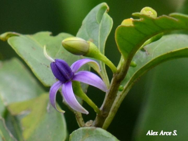 Lycianthes nitida