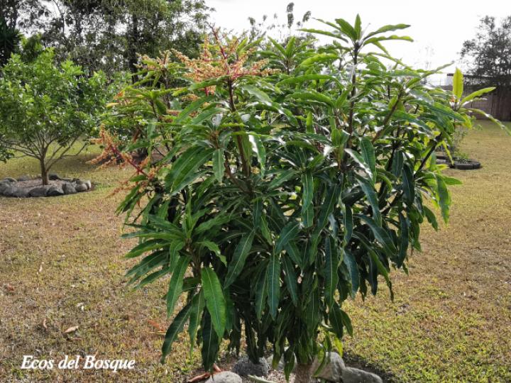 Mangifera indica (Mango)