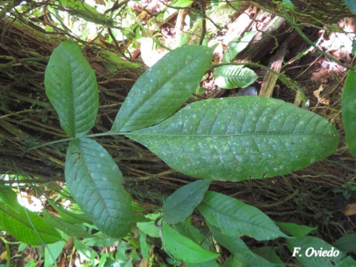 Mickelia nicotianifolia
