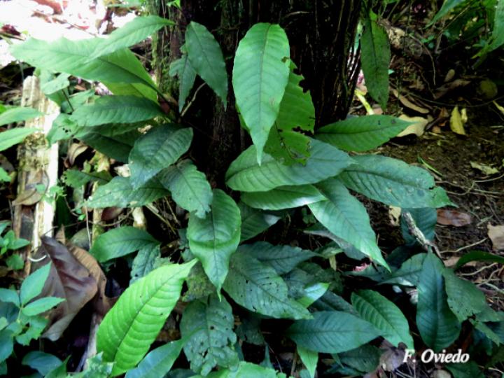 Mickelia nicotianifolia