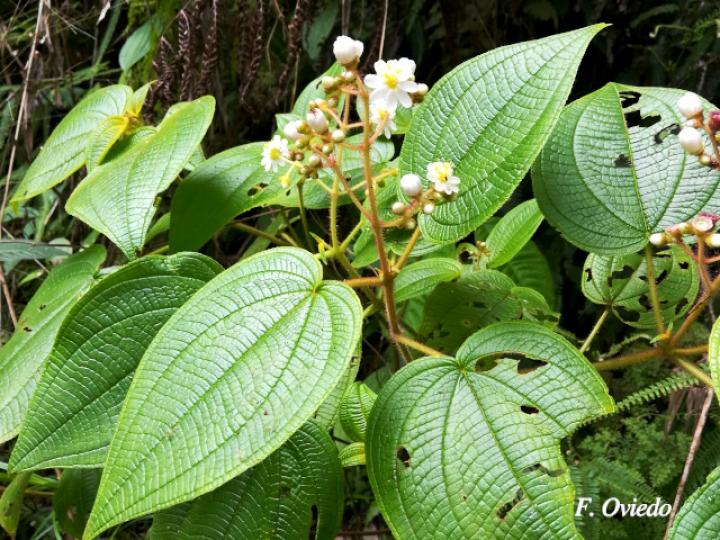 Miconia benthamiana