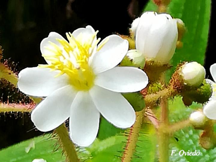 Miconia benthamiana