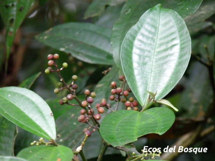 Miconia gracilis