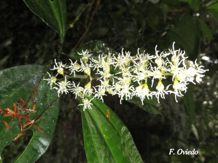 Miconia gracilis
