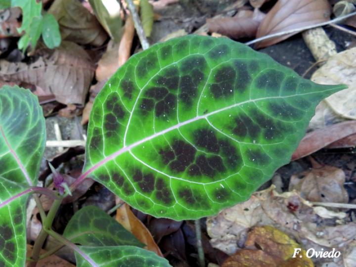 Mikania guaco (Bejuco guaco)