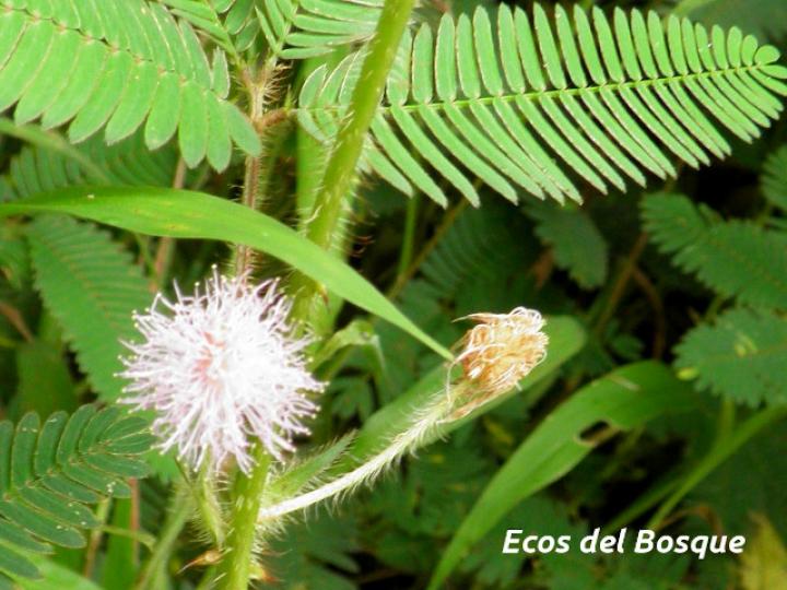 Mimosa pudica (Dormilona)