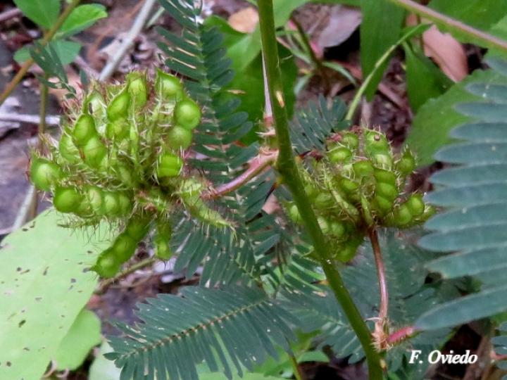 Mimosa pudica (Dormilona)