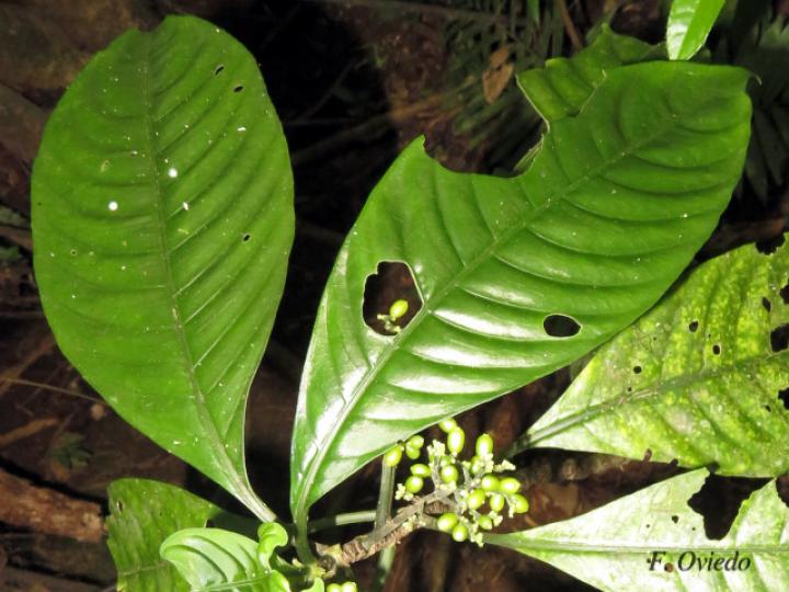 Notopleura anomothyrsa