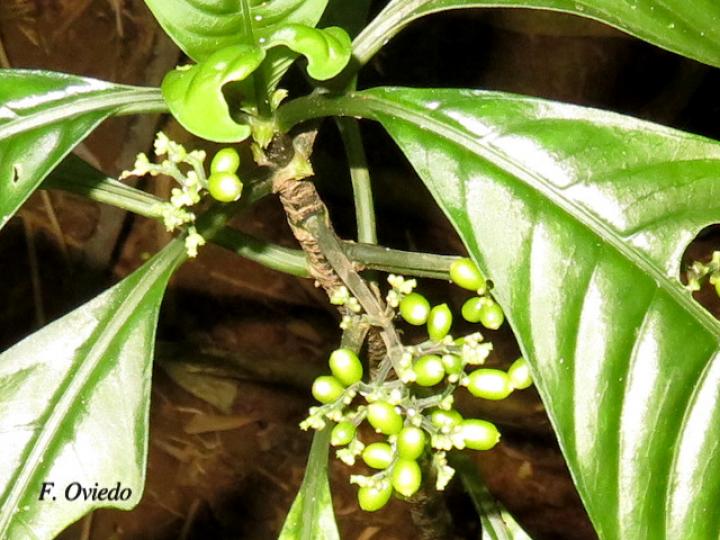 Notopleura anomothyrsa