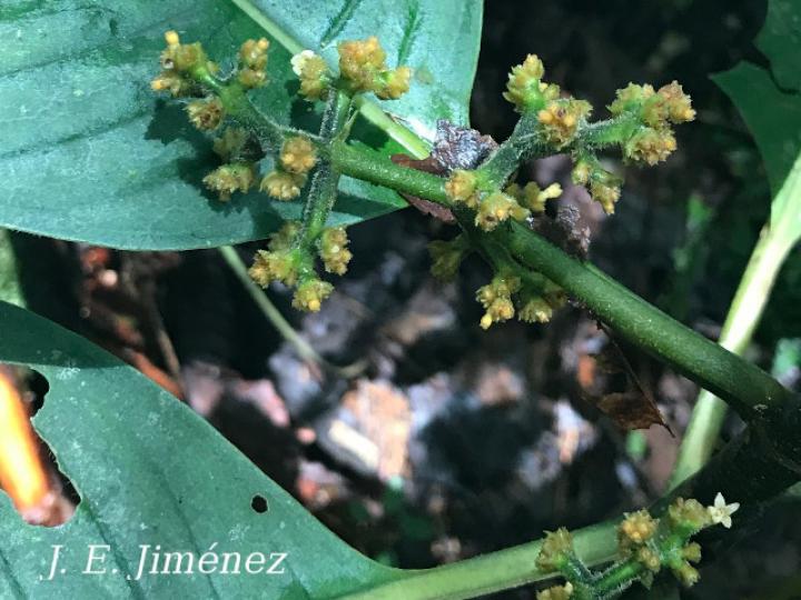 Notopleura capacifolia